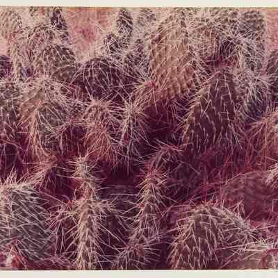 Cactus, Lake Powell, Cow Canyon, Utah, 1976