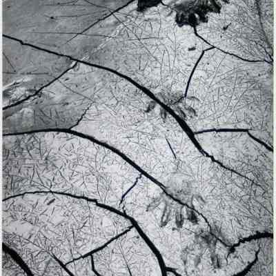 Raccoon Tracks