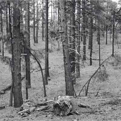 Pines -- Sierra Prieta, Arizona -- 1975