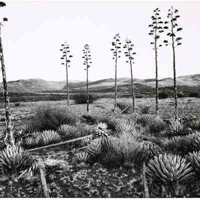Agave - Rigden Ranch, Arizona - 1974