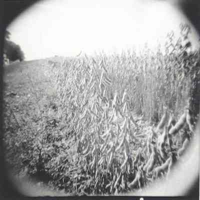 Un Campo de Soja