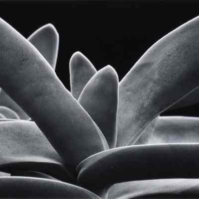 Plant Study