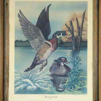 The Wood Duck