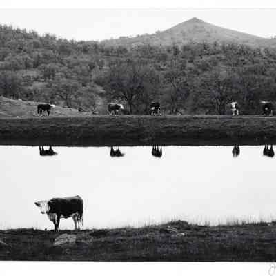 Cows, Reflections, Near Mariposa, California
