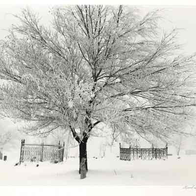 Frost, Mono Cemetary, Mono County, CA