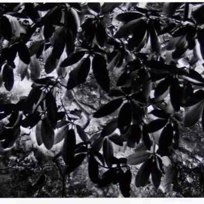 Leaves- New Haven, CT 1972
