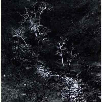 Sycamores in Canyon