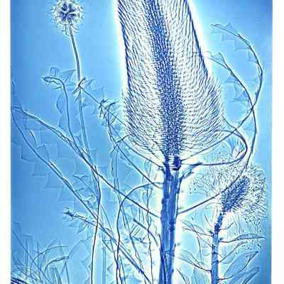 Thistle