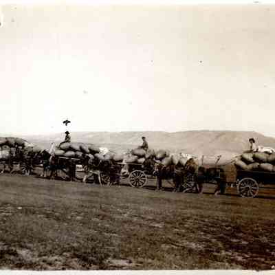Hauling Wool Sacks