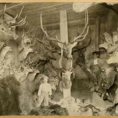 Taxidermy Shop