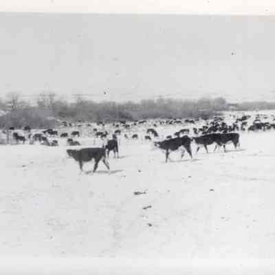 Hereford Cows