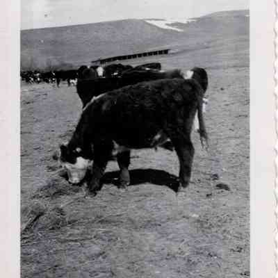 Cows on Feedline