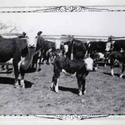 Cows and Calves