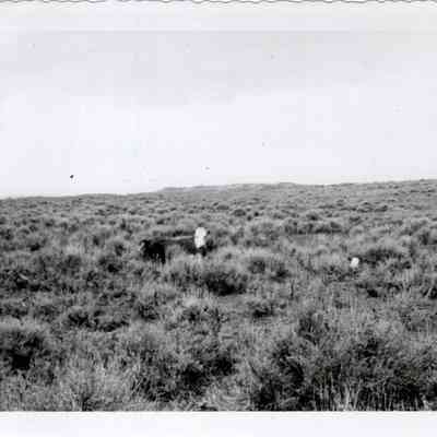 Hereford Cow