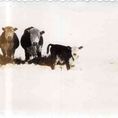 Hereford Calf and Cows
