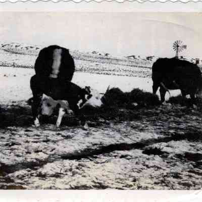 Calf