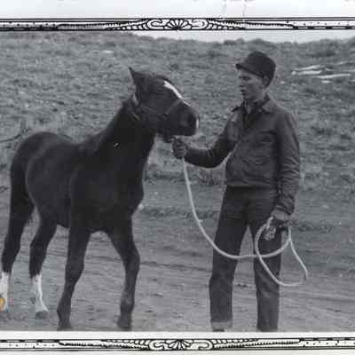 Cactus with a Horse