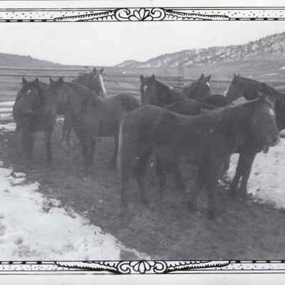Horses