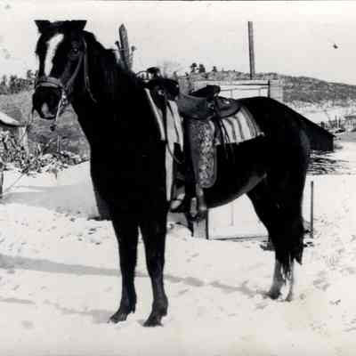 Horse