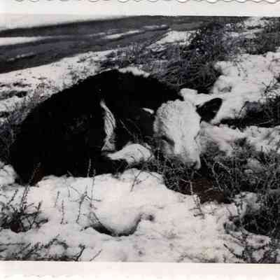 Hereford Calf