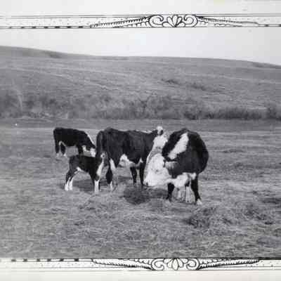 Cows on the Feedline