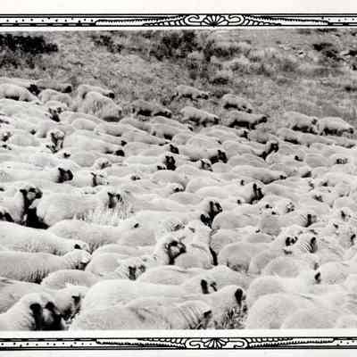 Sheep