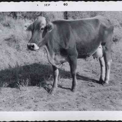 Milk Cow