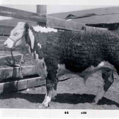 Show Steer