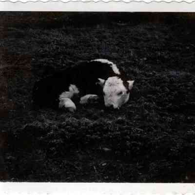 Hereford Calf