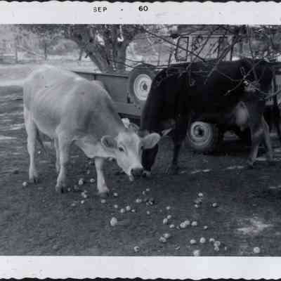 Milk Cows
