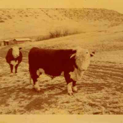 Hereford Bull
