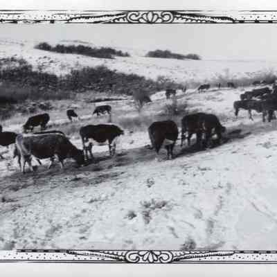 Hereford Cows