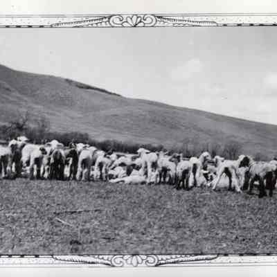Lambs