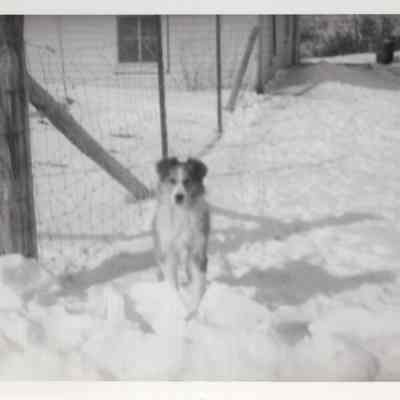 Dog