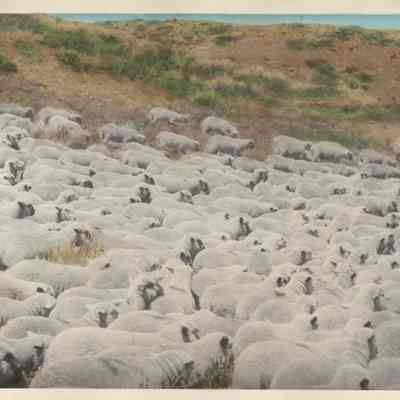 Sheep