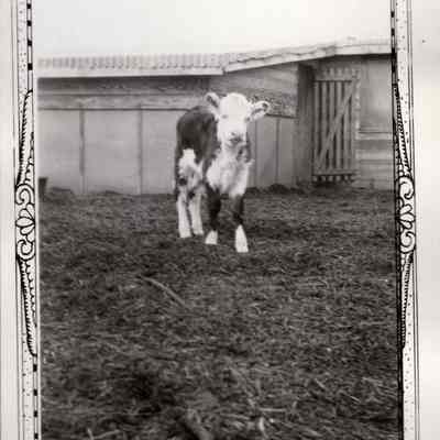 Hereford Calf