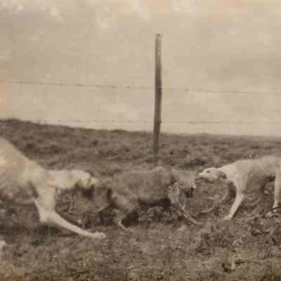 Hunting Dogs