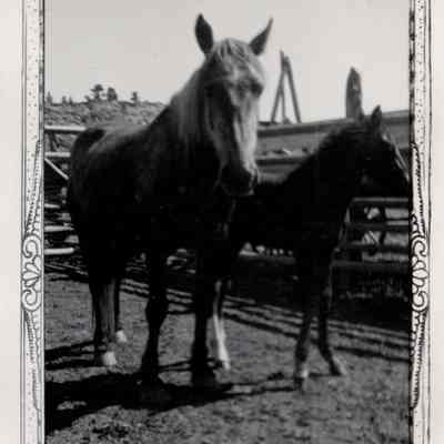 Horses
