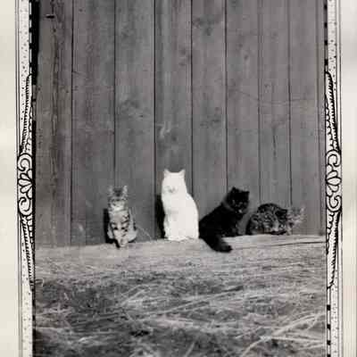 Barn Cats