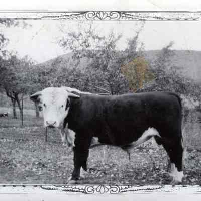 Hereford Bull