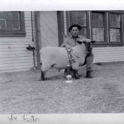 Joe Fister with a Sheep