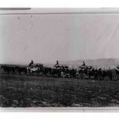 Wool Wagons