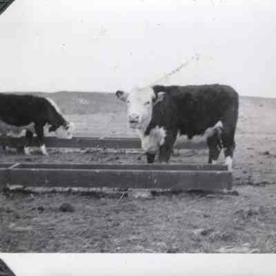 Hereford Cow