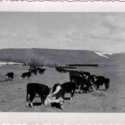 Cows on Feedline