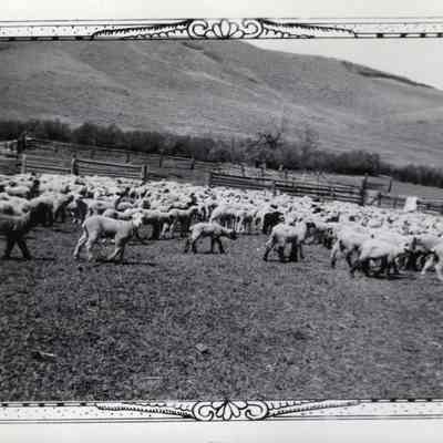 Sheep