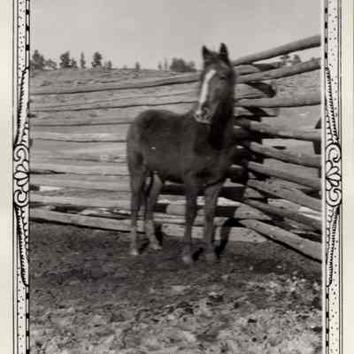 Horse