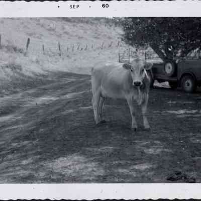 Milk Cow