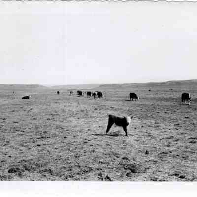 Hereford Calf