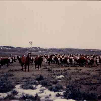 Horses and Cows