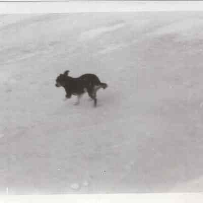 Dog